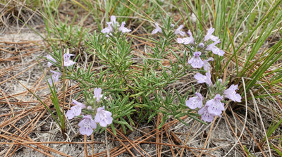 Wild Pennyroyal