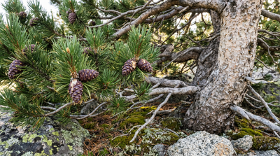 Pine, Whitebark