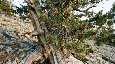Rocky Mountain bristlecone pine