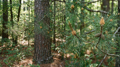Shortleaf pine