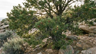 Two-needle pinyon