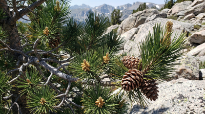 Limber pine