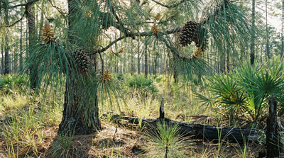 Longleaf Pine