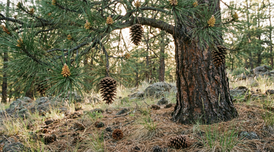 Ponderosa pine