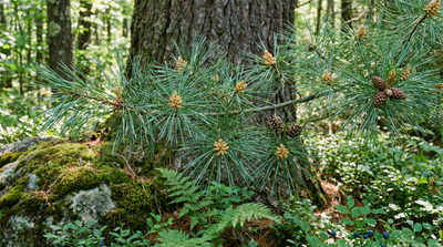 Eastern White Pine