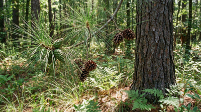 Loblolly Pine