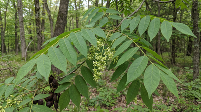 Kentucky Coffeetree