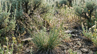 Pine Bluegrass