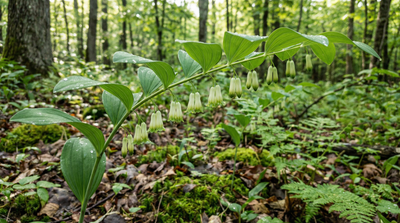 Solomon's Seal
