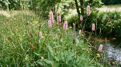 Meadow Bistort