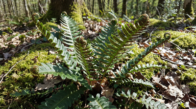 Christmas Fern