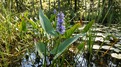 Pickerelweed