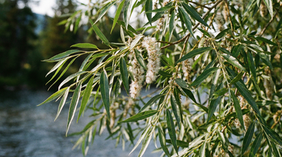 Narrowleaf Cottonwood
