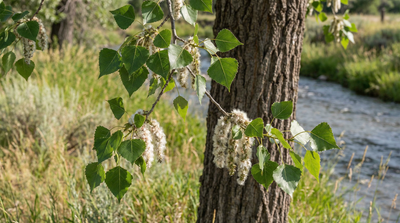 Eastern Cottonwood
