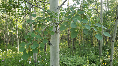 aspen, quaking