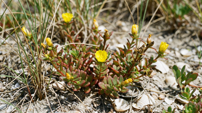 native yellow purslane