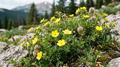 Shrubby Cinquefoil