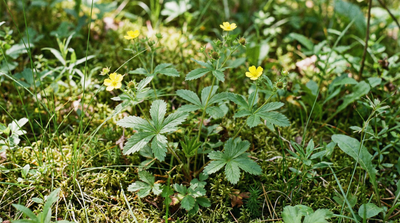 Common Cinquefoil