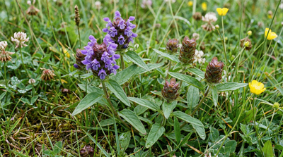 Self-Heal (Heal-All)