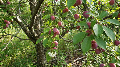 American Wild Plum