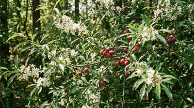 Chickasaw Plum