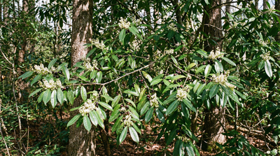 Cherry laurel