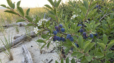 Beach plum