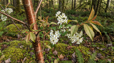 Pin Cherry