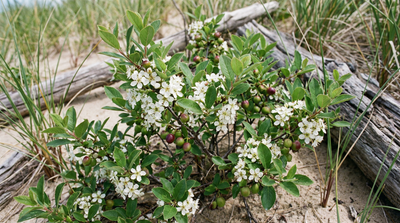 Sandcherry