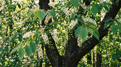 Black Cherry