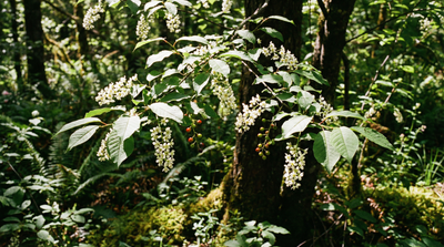 Chokecherry