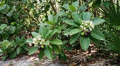 Wild Coffee