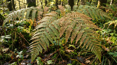 Bracken Fern