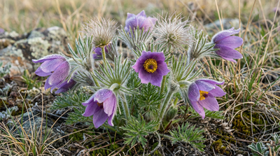 Prairie Pasqueflower