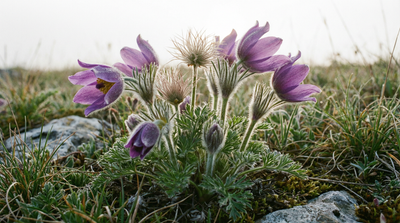 Eastern Pasqueflower
