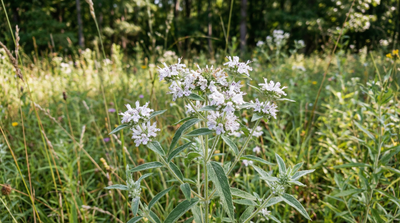 Appalachian Mountain Mint