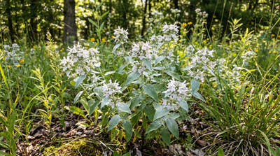 Short-toothed Mountain Mint