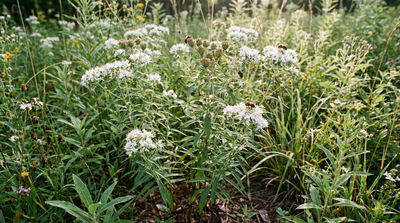 Virginia Mountain Mint