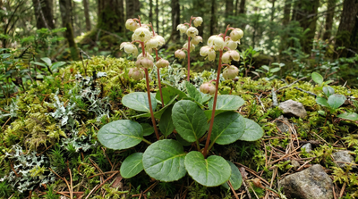 Large-flowered wintergreen