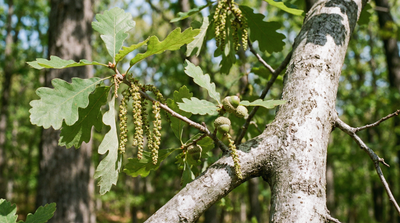 White Oak