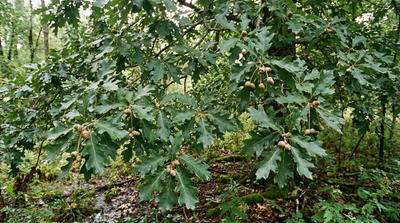 Swamp White Oak