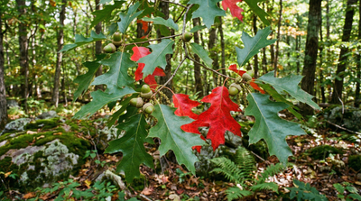 Scarlet Oak