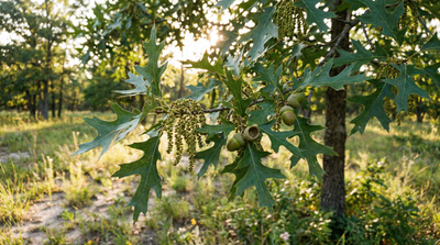 Hill's Oak/Northern Pin Oak