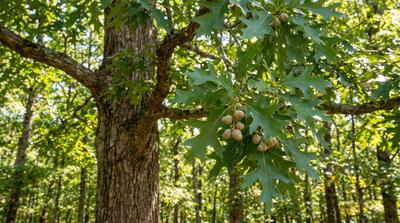 Southern red oak