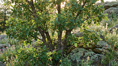 Gambel Oak