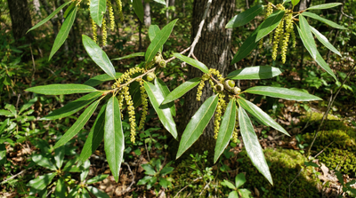 Shingle Oak