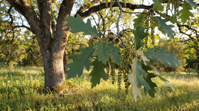 Valley oak