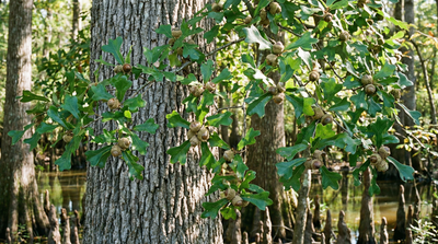 Overcup oak