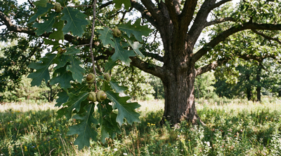 Bur Oak