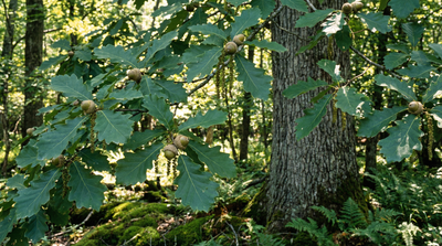 Swamp chestnut oak